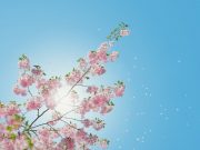 Wealth Management vs Financial Planning: What’s the Difference? Wealth Management vs Financial Planning: What's the Difference?