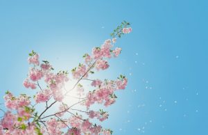 Wealth Management vs Financial Planning: What’s the Difference? Wealth Management vs Financial Planning: What's the Difference?