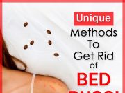 How To Get Rid Of Bed Bugs