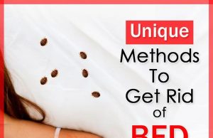 How To Get Rid Of Bed Bugs