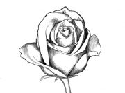 How To Draw A Rose