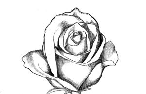 How To Draw A Rose
